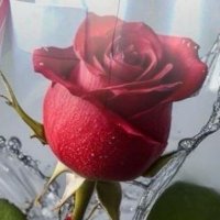 بنت الوطن (@saoad3117) Twitter profile photo