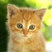 Cats Meow 😻 (@catsgomeow5565) Twitter profile photo Cats Meow 😻 (@catsgomeow5565) Twitter profile photo