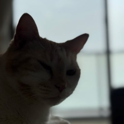 きゃねぴーさんのプロフィール画像