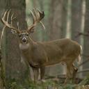 William Heinlein - @WilliamHeinlein - Twitter