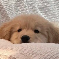 ชอบกินเบเกิล 🥯 (@_dumbmagi) 's Twitter Profile Photo ชอบกินเบเกิล 🥯 (@_dumbmagi) 's Twitter Profile Photo