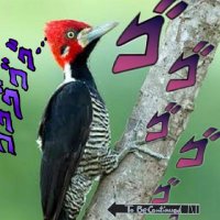 Pica pau joestar (@kattchussa) 's Twitter Profile