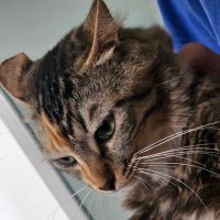 L (@lszambelo) 's Twitter Profile Photo