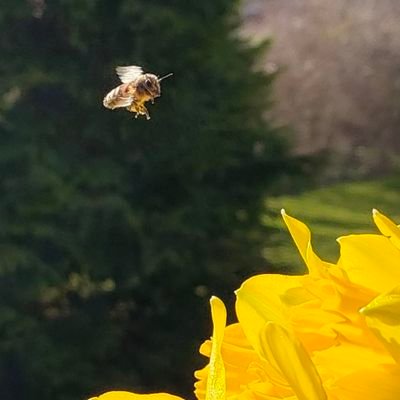 tschelau's profile picture. Aufgewacht