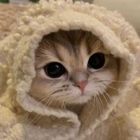 Fazy ❀westie❀ (@fluffyfazy) 's Twitter Profile