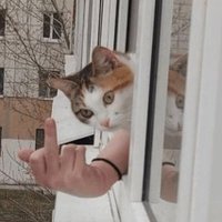 ちゃいたけ (@chaitake2444) 's Twitter Profile