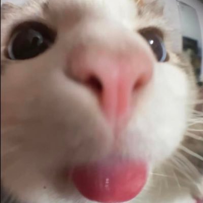整形・かわいいもの・おいしいもの