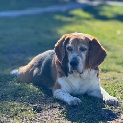 14huskyalum's profile picture. Go Dawgs! #PurpleReign