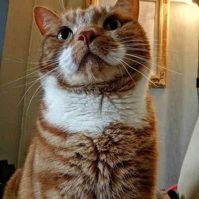 tommullen73's profile picture. 