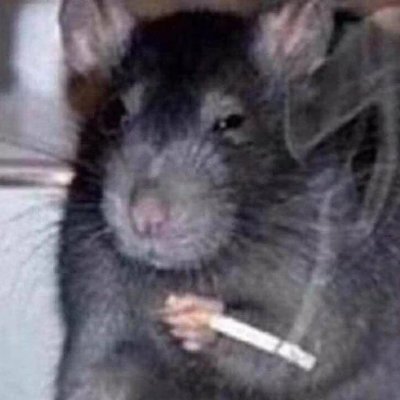 rat boyさんのプロフィール画像