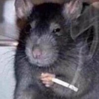 rat boy (@chic0rata) 's Twitter Profile Photo rat boy (@chic0rata) 's Twitter Profile Photo
