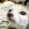 Elaxushi's profile picture. Fennec chocolatine
