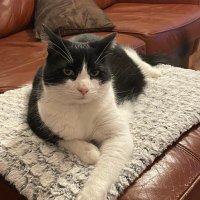 Bobby bosimonbby (named by pickle fallon-gervais (@bobbybosimonbby) 's Twitter Profile