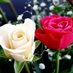 زهرة اللوتس (@aaltmemee28123) Twitter profile photo زهرة اللوتس (@aaltmemee28123) Twitter profile photo