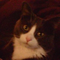 John Hartnett (@sirknightjohn) 's Twitter Profile
