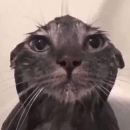 WhatTheSandwich's profile picture. Sandwich