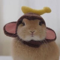 gabibi (@bunnybles) 's Twitter Profile