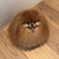 sloth (@slothfnbr) 's Twitter Profile Photo