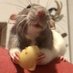 ˚₊‧꒰ა☆rat eating shell noodle of SHtwt☆໒꒱ ‧₊˚ (@coliasisayapper) Twitter profile photo ˚₊‧꒰ა☆rat eating shell noodle of SHtwt☆໒꒱ ‧₊˚ (@coliasisayapper) Twitter profile photo