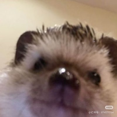 gonghelinianye's profile picture. 中文/ENG/my english is very bad,sorry/🧑‍🤝‍🧑@MMMmmichell