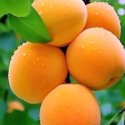 khlfjwad761's profile picture. 