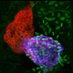 Coppola Lab (@labcoppola) Twitter profile photo Coppola Lab (@labcoppola) Twitter profile photo