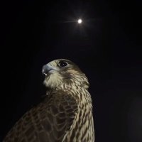 مشعل المازمي (@meshal_shj) 's Twitter Profile