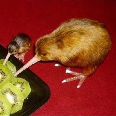 Cartolazz's profile picture. sou de esquerda, pro Lula, pro escolha,transexual ❤️❤️‍🩹🏳️‍⚧️ BOLSONARO NA CADEIA, não leve tudo a sério