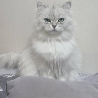 부덕군 (@budeokgun) 's Twitter Profile