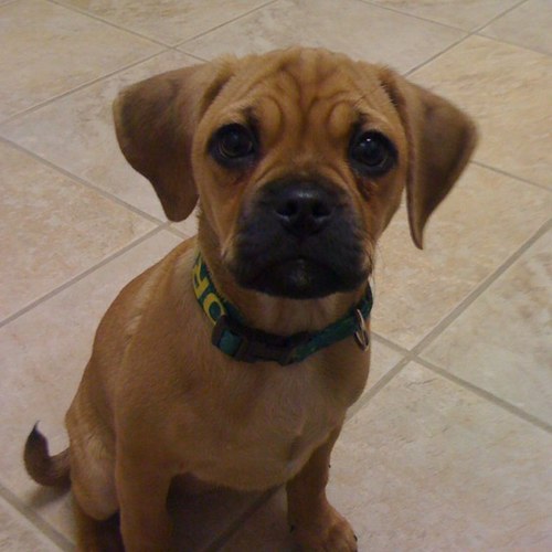 am_rado's profile picture. 