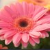 DaisyMae (@cforbes1982) Twitter profile photo DaisyMae (@cforbes1982) Twitter profile photo