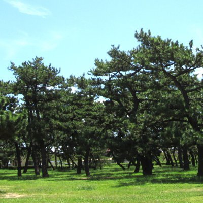 浜寺公園は、大阪で最も古い公園のひとつです。「名松100選」にも選ばれている美しい松林、プール、ばら庭園、交通遊園などがある広域公園です。公園の様子、イベント情報、駐車場の混雑状況について発信します。
運用ポリシー:https://t.co/n4oTcXcFcK