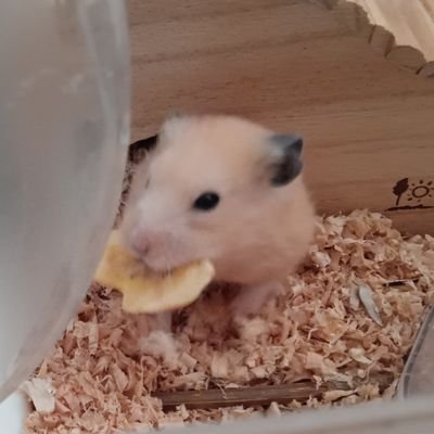 X6Vna's profile picture. しうくん応援垢（本垢）→@VNAHs9sX6UK33Ik
たくさん絡みにいきます！