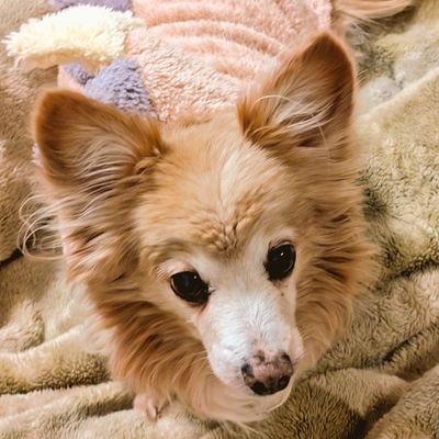 hduje5arCurmfyU's profile picture. 足の短い胴の長い犬のお付きの者です。色々ドラマ見てます。富男と錠一郎と定一好き。