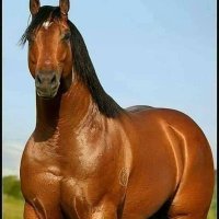 أحمد القيصر (@sydsyd994416) Twitter profile photo