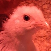 J. D. Nelson (@madverse) 's Twitter Profile