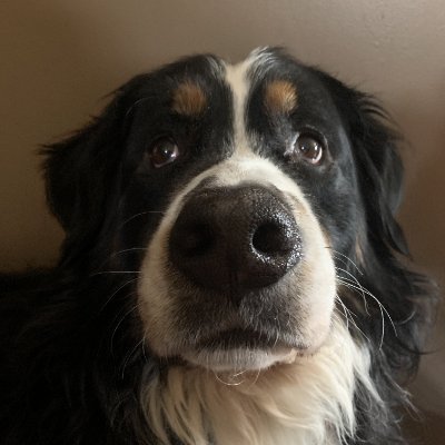 itzcococs's profile picture. CS for FULL HOUSE
https://t.co/VpG1bHnVGh