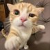 HoneyPuu (@honeypuu_) Twitter profile photo HoneyPuu (@honeypuu_) Twitter profile photo