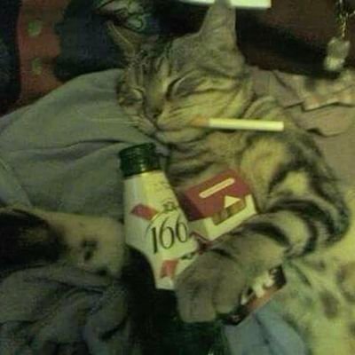 YzBruh61331's profile picture. 