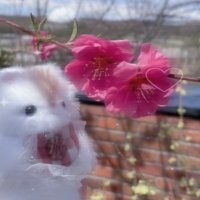 ねこねこナポリタン (@neko0cbsuh_1016) 's Twitter Profile