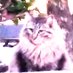 かつる。龍獅子党(ねじれ衆議院?!) (@01234567890ka) Twitter profile photo かつる。龍獅子党(ねじれ衆議院?!) (@01234567890ka) Twitter profile photo