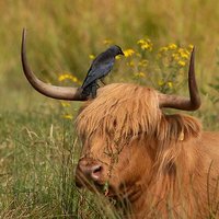 🤍saffron🤍 (@sapho00) 's Twitter Profile