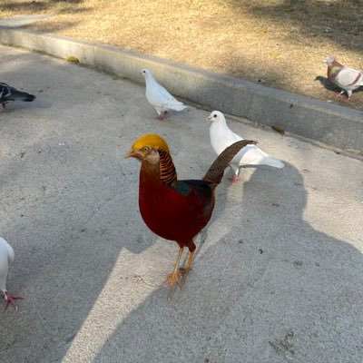 Feng135790's profile picture. 机会不是稀缺品,本金才是,比本金更稀缺的是认知!