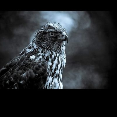 AlshklMoha55060's profile picture. 