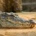 KeNaDo Gushaz🐊 (@kasinamuswe) Twitter profile photo KeNaDo Gushaz🐊 (@kasinamuswe) Twitter profile photo
