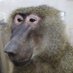 ELVIS APE | Support Team ✪ (@elvisapeonsol) Twitter profile photo ELVIS APE | Support Team ✪ (@elvisapeonsol) Twitter profile photo
