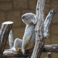 kipi🐨 (@kipi_zoo) 's Twitter Profile