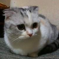ぽんこつ (NHK解約済み) (@scrapboy0011) 's Twitter Profile