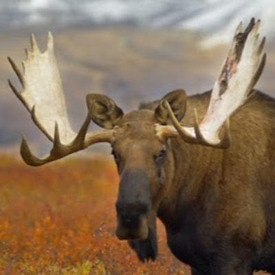 Shop For All Your Hunting & Outdoor Gear At Knivesofmaine Outdoors.