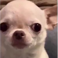 CHIHUAHUA ESP (@chihuahuaesp1) 's Twitter Profile